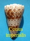 Conus imperialis, L. 1758 (RKK 6)rho